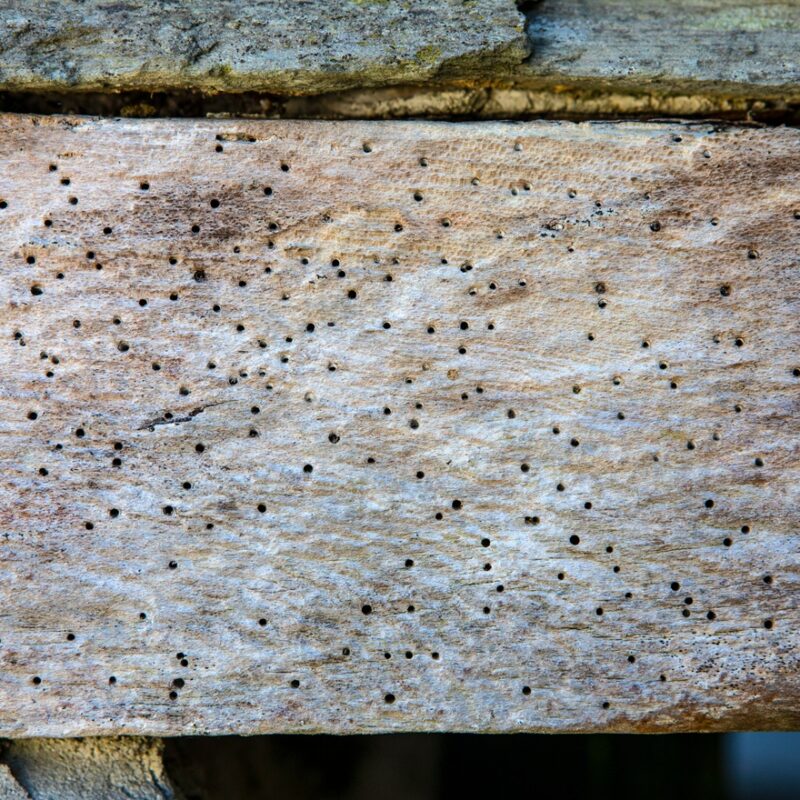 Woodworm Treatment in Essex