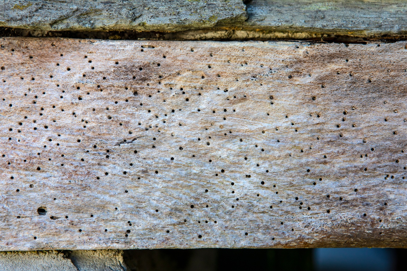 7 Benefits of Expert Woodworm Treatment in Essex