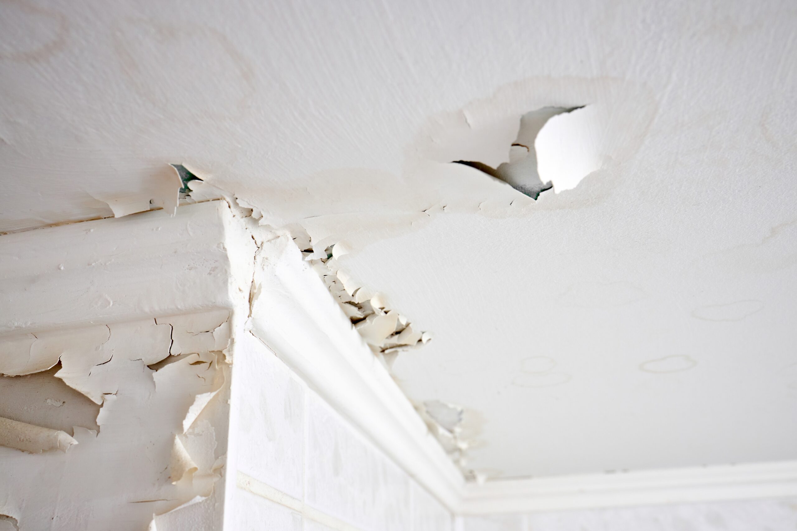 How to Spot Damp Problems Early & When to Call a Damp Specialist in East London